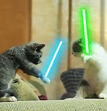 Jedi Cats: Perfectly Normal Cat Behavior [Video]