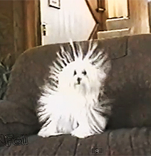 Cuddle Fail: When A Dog Gets Statically Charged