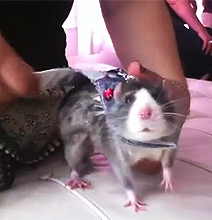 Rat Convention: Yes, There Really Is One