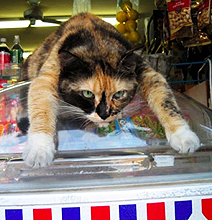 How Cats Cool Down During Hot Summer Days How Cats Cool Down During Hot Summer Days