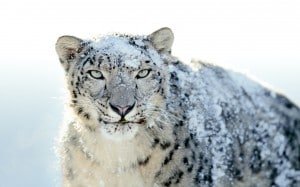 Snow-Leopard-Wallpapers