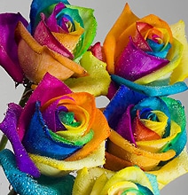 How To: Grow A Rainbow Colored Rose