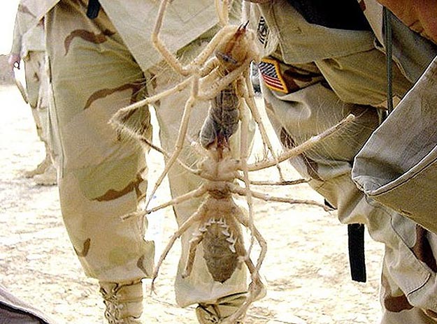 Bugs In Soldiers Sleeping Bags