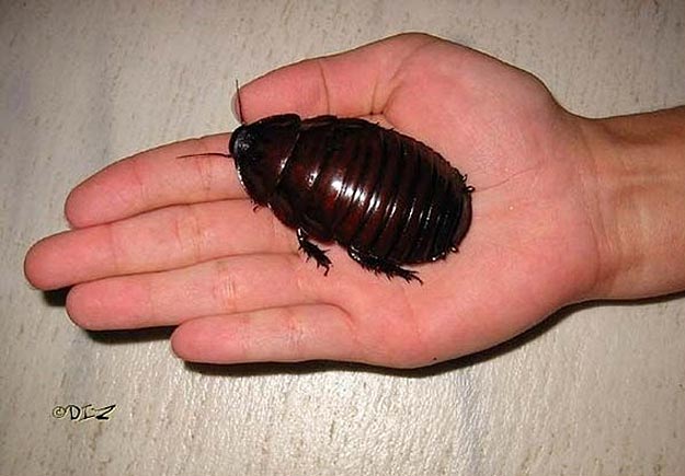 The Largest Cockroach Ever