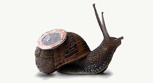 Live Snails Deliver Email