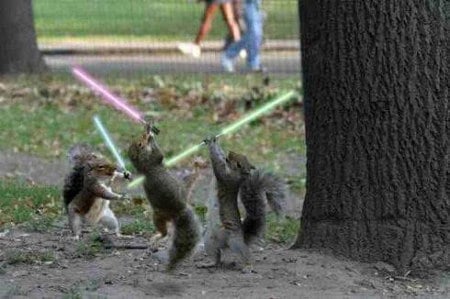 Animal Star Wars Sabre Fights