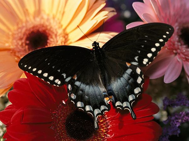 Butterflies Are Nature's Gift