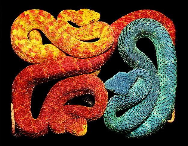 Serpent Still Life Photographs