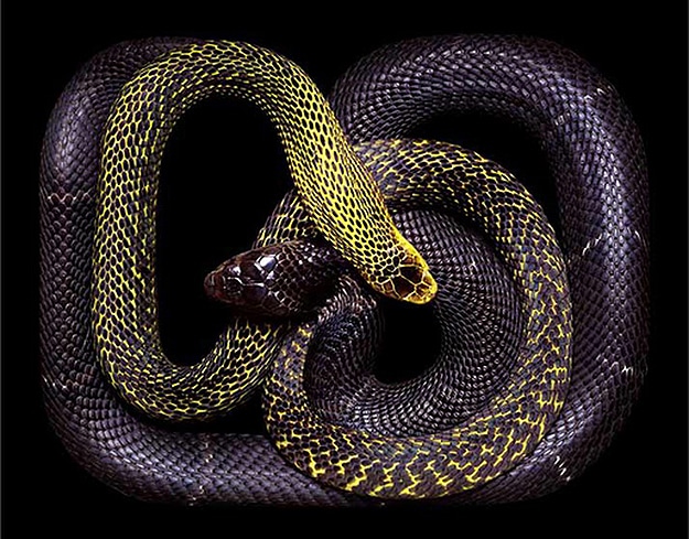 Serpent Still Lifes Photographs