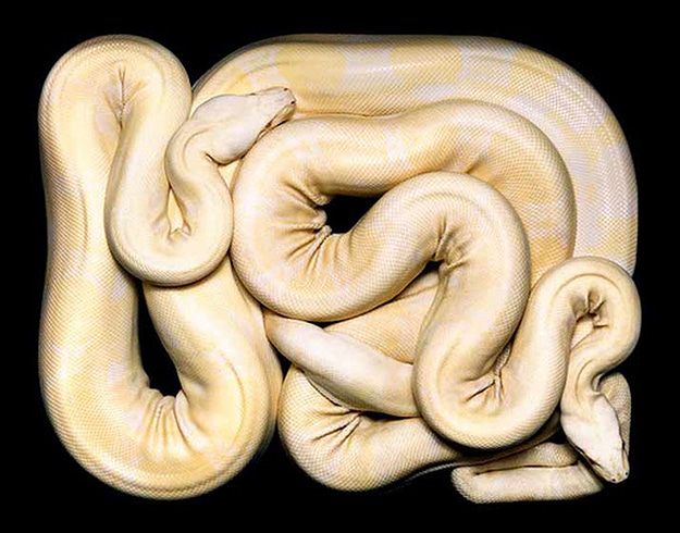 Serpent Still Lifes Photographs