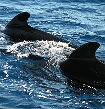 Animals Show Off Their Synchronized Swimming Skills Animals Show Off Their Synchronized Swimming Skills