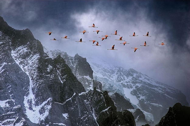 Birds Flying Over A Mountain