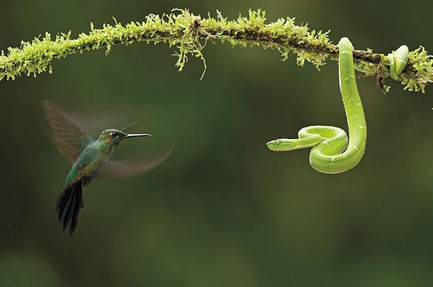 Hummingbird and Viper Photograph