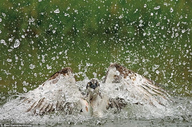 Bird Splashing In Water