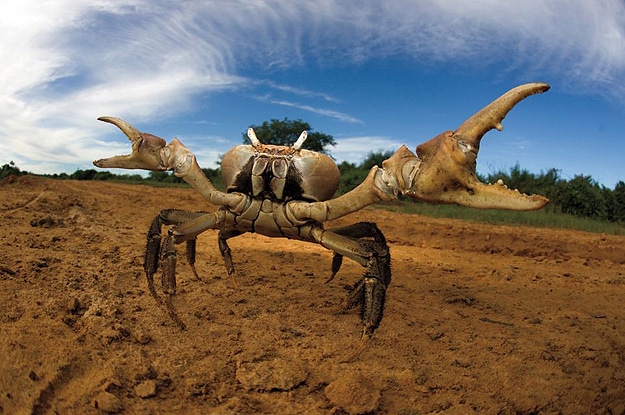 Crab Crawling On Sand Photograph