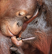 Heart Warming Award-Winning Nature Photography Heart Warming Award-Winning Nature Photography