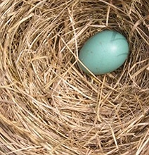 12 Bird Nests In Unusual Places: Get Inspired By Nature 12 Bird Nests In Unusual Places: Get Inspired By Nature