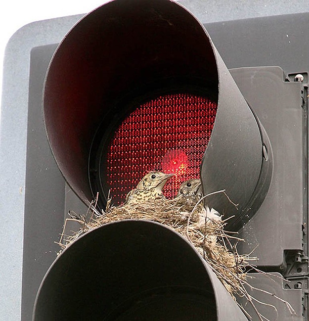 Baby Birds In Traffic Light