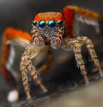 Micro Photography Taken To The Next Level [11 Pics]