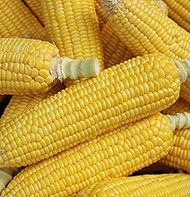 May The Fork Be With You: The Geek Way To Eat Corn May The Fork Be With You: The Geek Way To Eat Corn