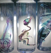 Science: Preserved Fish Become Colorful Art Pieces Science: Preserved Fish Become Colorful Art Pieces