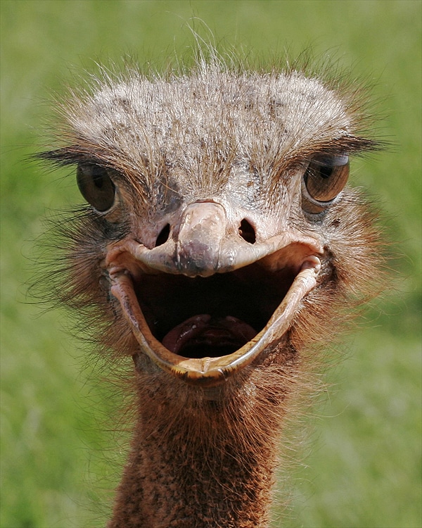 Cute Ostrich Close Up Image 
