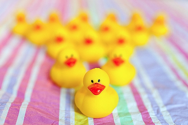 Yellow Rubber Ducks In Puddles