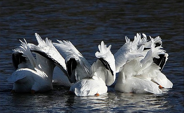 Group Of Birds Swim Together