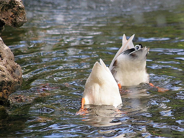 Two Ducks Head Under Water