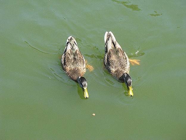Two Ducks Swim Together