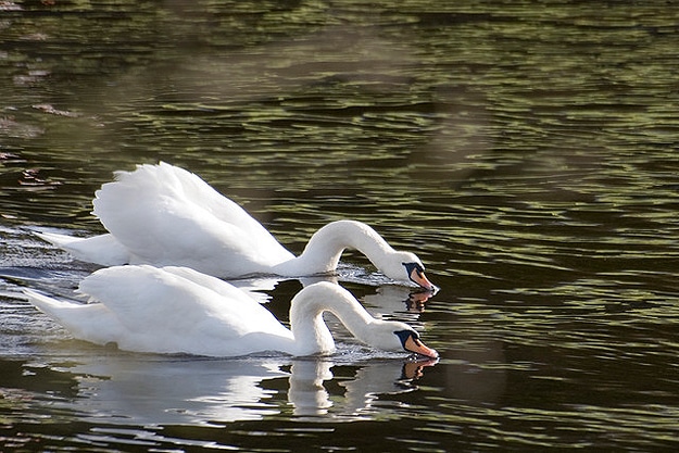 Swans Swim Together In Water