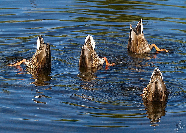 Ducks Swimming Head Under Water
