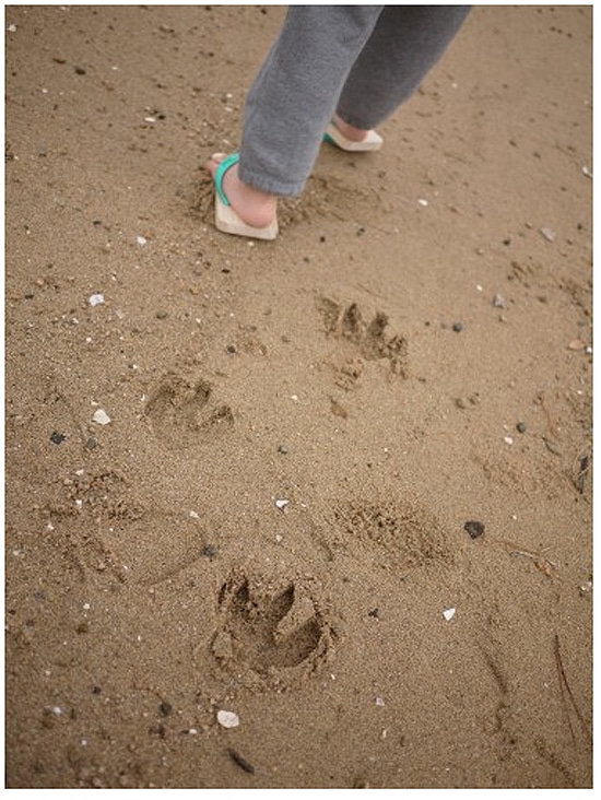 Bear Footprint Shoes For Beach 