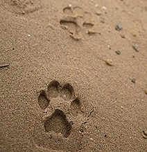 Have Fun Making Pawprints In The Sand