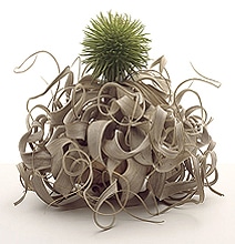 Scent Of Flower: Creative Art Made From Flowers Scent Of Flower: Creative Art Made From Flowers