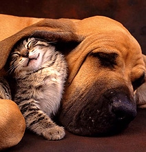 Woof People vs. Meow People: A Personality Analysis Woof People vs. Meow People: A Personality Analysis