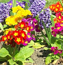 How To: Recycle & Reuse Items For Your Garden How To: Recycle & Reuse Items For Your Garden