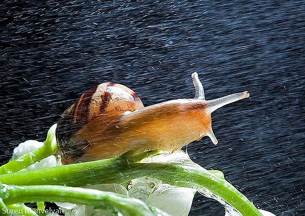 Snails Survive Being Eaten Alive