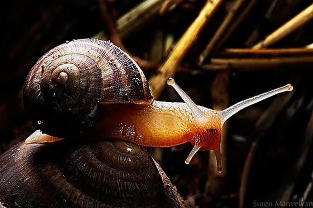 Snails Survive Being Eaten Alive