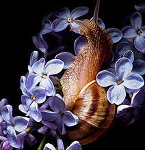 Science: A Shocking Discovery About Snails Science: A Shocking Discovery About Snails