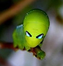 10 Insects That Look Like Aliens