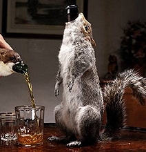 The World’s Most Shocking Beer (Made With Roadkill) The World’s Most Shocking Beer (Made With Roadkill)