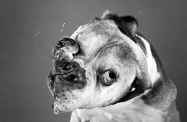 Black and White Dog Photography