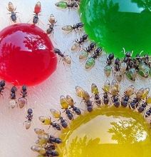 Science: Beautiful Rainbow Colored Ant Stomachs