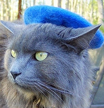 Colorful Cat Hats: Give Your Cute Cat Some Style