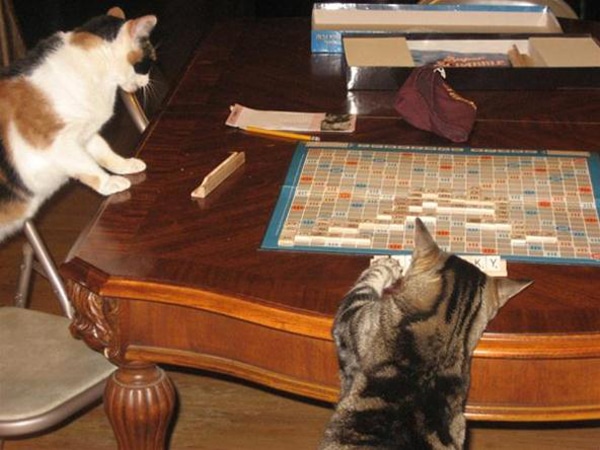 Kittens Play Board Games