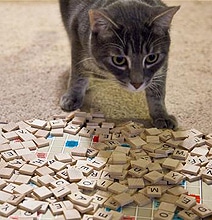 Cats That Play Scrabble [10 Pics]