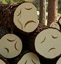 Poor Little Trees: Cut Down Forest Trees With Sad Faces