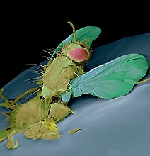Photography: Squished Bugs Peeled From A Car Windshield