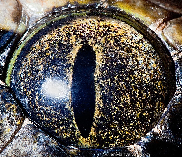 Close Up Animal Eyes